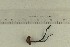 ( - O-F-64646)  @11 [ ] by-nc-sa (2021) Unspecified University of Oslo, Natural History Museum