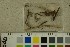  ( - O-F-65057)  @11 [ ] by-nc-sa (2023) Unspecified University of Oslo, Natural History Museum