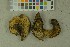  ( - O-F-65980)  @11 [ ] by-nc-sa (2023) Unspecified University of Oslo, Natural History Museum