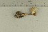  ( - O-F-66482)  @11 [ ] by-nc-sa (2021) Unspecified University of Oslo, Natural History Museum