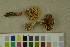  ( - O-F-67616)  @11 [ ] by-nc-sa (2023) Unspecified University of Oslo, Natural History Museum