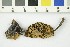  ( - O-F-68678)  @11 [ ] CreativeCommons - Attribution Non-Commercial Share-Alike (2017) Unspecified University of Oslo, Natural History Museum