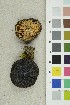  ( - O-F-70615)  @11 [ ] CreativeCommons - Attribution Non-Commercial Share-Alike (2017) Unspecified University of Oslo, Natural History Museum