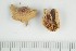  ( - O-F-71470)  @11 [ ] by-nc-sa (2021) Unspecified University of Oslo, Natural History Museum