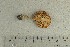 ( - O-F-121910)  @11 [ ] by-nc-sa (2021) Unspecified University of Oslo, Natural History Museum