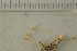  ( - O-F-154881)  @11 [ ] by-nc-sa (2021) Unspecified University of Oslo, Natural History Museum