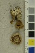  ( - O-F-159875)  @11 [ ] CreativeCommons - Attribution Non-Commercial Share-Alike (2019) Unspecified University of Oslo, Natural History Museum