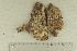  ( - O-F-165781)  @11 [ ] by-nc-sa (2021) Unspecified University of Oslo, Natural History Museum