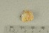  ( - O-F-166113)  @11 [ ] by-nc-sa (2021) Unspecified University of Oslo, Natural History Museum