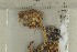  ( - O-F-168925)  @11 [ ] by-nc-sa (2021) Unspecified University of Oslo, Natural History Museum