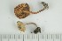  ( - O-F-168946)  @11 [ ] by-nc-sa (2021) Unspecified University of Oslo, Natural History Museum