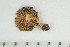  ( - O-F-172325)  @11 [ ] by-nc-sa (2021) Unspecified University of Oslo, Natural History Museum