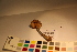  ( - TROM_F_17326)  @11 [ ] CreativeCommons - Attribution Non-Commercial Share-Alike (2017) Unspecified Tromsø University Museum