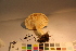  (Lactarius scoticus - TROM_F_17328)  @11 [ ] CreativeCommons - Attribution Non-Commercial Share-Alike (2017) Unspecified Tromsø University Museum