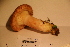  ( - TROM_F_17345)  @11 [ ] CreativeCommons - Attribution Non-Commercial Share-Alike (2017) Unspecified Tromsø University Museum