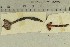  ( - O-F-173491)  @11 [ ] by-nc-sa (2021) Unspecified University of Oslo, Natural History Museum