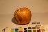  ( - TROM_F_17368)  @11 [ ] CreativeCommons - Attribution Non-Commercial Share-Alike (2017) Unspecified Tromsø University Museum