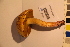  ( - TROM_F_17368)  @11 [ ] CreativeCommons - Attribution Non-Commercial Share-Alike (2017) Unspecified Tromsø University Museum