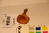  ( - TROM_F_17373)  @11 [ ] CreativeCommons - Attribution Non-Commercial Share-Alike (2017) Unspecified Tromsø University Museum