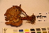  ( - TROM_F_17394)  @11 [ ] CreativeCommons - Attribution Non-Commercial Share-Alike (2017) Unspecified Tromsø University Museum