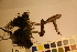  ( - TROM_F_17409)  @11 [ ] CreativeCommons - Attribution Non-Commercial Share-Alike (2017) Unspecified Tromsø University Museum