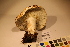  ( - TROM_F_17420)  @11 [ ] CreativeCommons - Attribution Non-Commercial Share-Alike (2017) Unspecified Tromsø University Museum