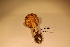  ( - TROM_F_17421)  @11 [ ] CreativeCommons - Attribution Non-Commercial Share-Alike (2017) Unspecified Tromsø University Museum