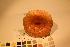  ( - TROM_F_17429)  @11 [ ] CreativeCommons - Attribution Non-Commercial Share-Alike (2017) Unspecified Tromsø University Museum