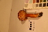  ( - TROM_F_17457)  @11 [ ] CreativeCommons - Attribution Non-Commercial Share-Alike (2017) Unspecified Tromsø University Museum