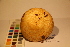  ( - TROM_F_17470)  @11 [ ] CreativeCommons - Attribution Non-Commercial Share-Alike (2017) Unspecified Tromsø University Museum