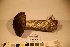  ( - TROM_F_17474)  @11 [ ] CreativeCommons - Attribution Non-Commercial Share-Alike (2017) Unspecified Tromsø University Museum