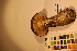  ( - TROM_F_17474)  @11 [ ] CreativeCommons - Attribution Non-Commercial Share-Alike (2017) Unspecified Tromsø University Museum