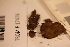  ( - TROM-F-17476)  @11 [ ] CreativeCommons - Attribution Non-Commercial Share-Alike (2017) Unspecified Tromsø University Museum