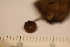  (Deconica coprophila - TROM-F-17476)  @11 [ ] CreativeCommons - Attribution Non-Commercial Share-Alike (2017) Unspecified Tromsø University Museum