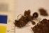  ( - TROM-F-17476)  @11 [ ] CreativeCommons - Attribution Non-Commercial Share-Alike (2017) Unspecified Tromsø University Museum