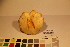  ( - TROM-F-17477)  @11 [ ] CreativeCommons - Attribution Non-Commercial Share-Alike (2017) Unspecified Tromsø University Museum