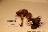  ( - TROM-F-17484)  @11 [ ] CreativeCommons - Attribution Non-Commercial Share-Alike (2017) Unspecified Tromsø University Museum