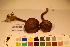  ( - TROM-F-17488)  @11 [ ] CreativeCommons - Attribution Non-Commercial Share-Alike (2017) Unspecified Tromsø University Museum