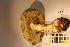  ( - TROM-F-17494)  @11 [ ] CreativeCommons - Attribution Non-Commercial Share-Alike (2017) Unspecified Tromsø University Museum