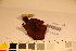  ( - TROM-F-17497)  @11 [ ] CreativeCommons - Attribution Non-Commercial Share-Alike (2017) Unspecified Tromsø University Museum