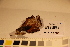  ( - TROM-F-17497)  @11 [ ] CreativeCommons - Attribution Non-Commercial Share-Alike (2017) Unspecified Tromsø University Museum