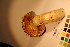  ( - TROM-F-17501)  @11 [ ] CreativeCommons - Attribution Non-Commercial Share-Alike (2017) Unspecified Tromsø University Museum