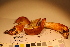  ( - TROM-F-17506)  @11 [ ] CreativeCommons - Attribution Non-Commercial Share-Alike (2017) Unspecified Tromsø University Museum