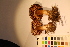  ( - TROM-F-17508)  @11 [ ] CreativeCommons - Attribution Non-Commercial Share-Alike (2017) Unspecified Tromsø University Museum