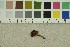  ( - O-F-178042)  @11 [ ] CreativeCommons - Attribution Non-Commercial Share-Alike (2017) Unspecified University of Oslo, Natural History Museum