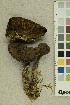  ( - O-F-178365)  @11 [ ] CreativeCommons - Attribution Non-Commercial Share-Alike (2019) Unspecified University of Oslo, Natural History Museum