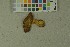  ( - O-F-187738)  @11 [ ] by-nc-sa (2023) Unspecified University of Oslo, Natural History Museum
