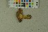  ( - O-F-187738)  @11 [ ] by-nc-sa (2023) Unspecified University of Oslo, Natural History Museum