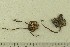  ( - O-F-187955)  @11 [ ] CreativeCommons - Attribution Non-Commercial Share-Alike (2019) Unspecified University of Oslo, Natural History Museum