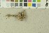  ( - O-F-203727)  @11 [ ] by-nc-sa (2016) Unspecified University of Oslo, Natural History Museum